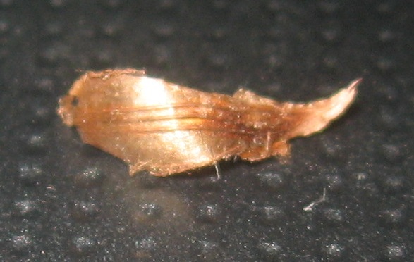 Oxalis debilis / Acetosella debole